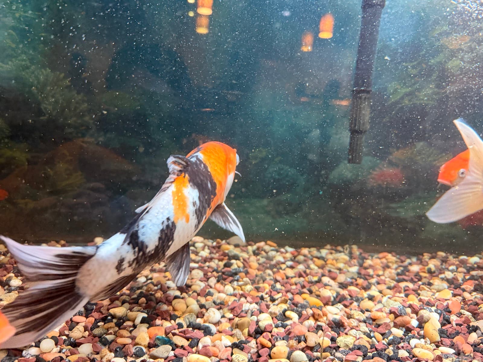 Grand Champion Line Kohaku Trio